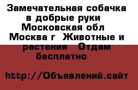 Замечательная собачка в добрые руки - Московская обл., Москва г. Животные и растения » Отдам бесплатно   